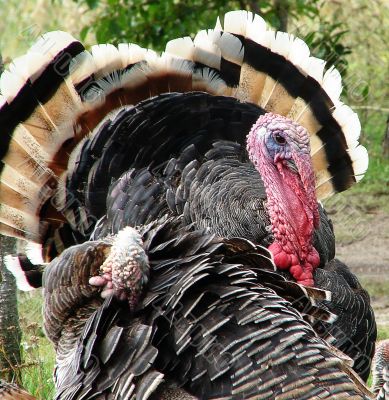 Turkey-cock in farm