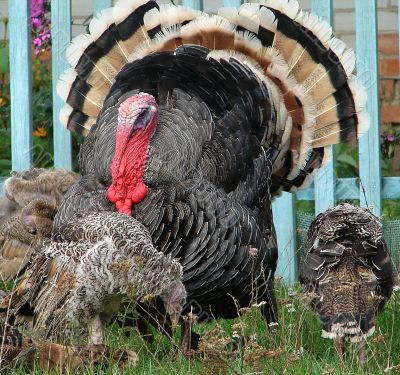 Turkey-cock in farm