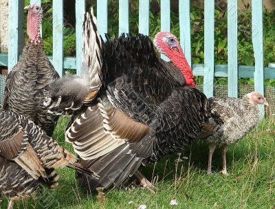 Turkey-cock in farm