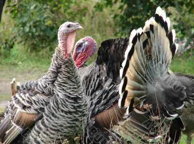 Turkey-cock in farm