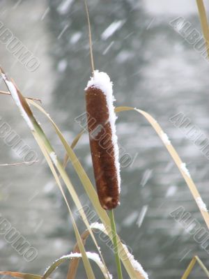 Alone cane covered with snow