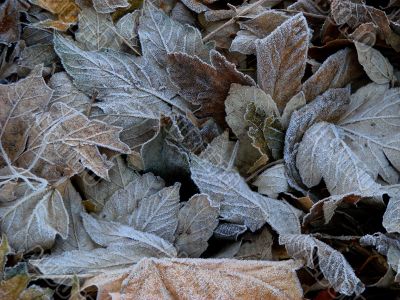 Textured hoarfrost upon red fallen leaves