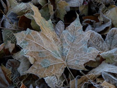 Textured hoarfrost upon red fallen leaves