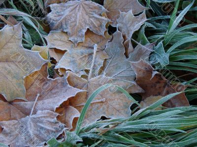 Textured hoarfrost upon red fallen leaves