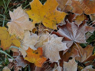 Textured hoarfrost upon red fallen leaves