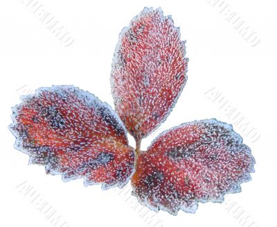 Hoarfrost on isolated Fall strawberry leave