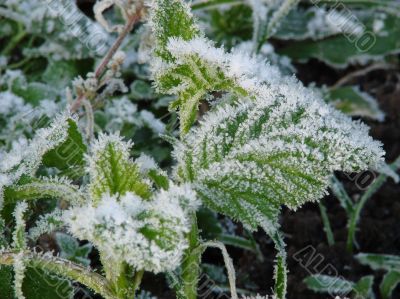 Morning hoarfrost on alive green leaves