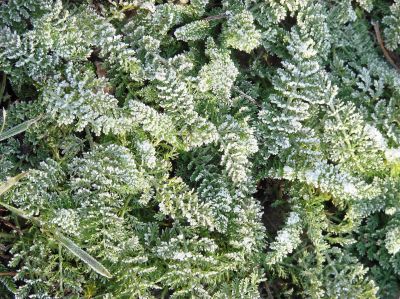 Morning hoarfrost on alive green leaves