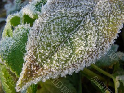 Morning hoarfrost on alive green leaves