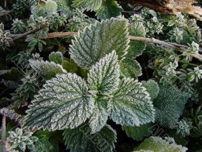 Morning hoarfrost on alive green leaves