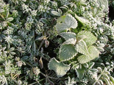 Morning hoarfrost on alive green leaves