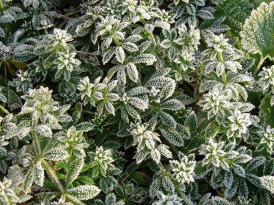 Morning hoarfrost on alive green leaves