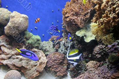 Aquarium and Clown Fish