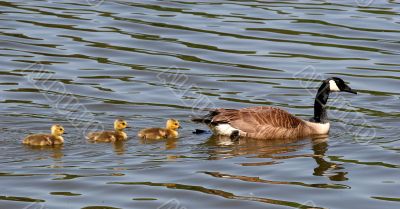 Mother and Three Babies