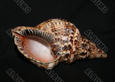 Shell 1