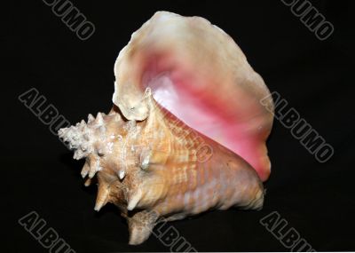 Shell 3