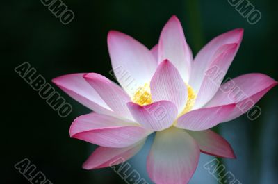 Lotus flower over dark background