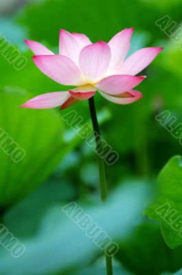 Single lotus flower between the greed lotus pads