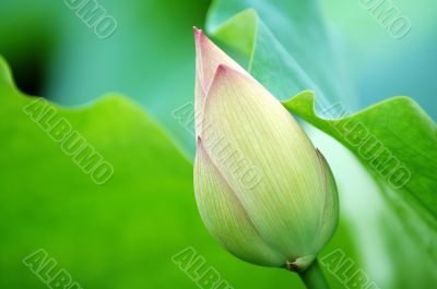 The green blossom of lotus