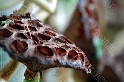 Dried lotus seed head