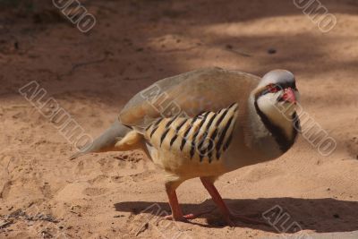 Chukar B