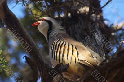 Chukar E