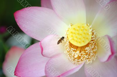 Blooming lotus flower and a bee
