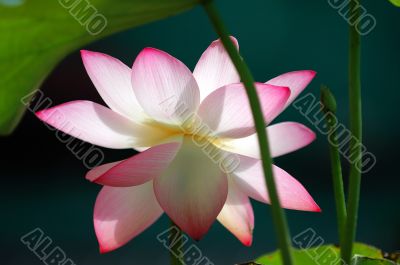 Lotus flower under sun light