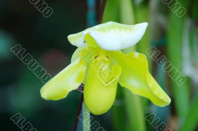 Green lady slipper (orchid)