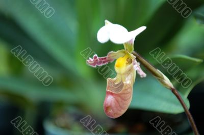 Pink lady slipper (orchid)