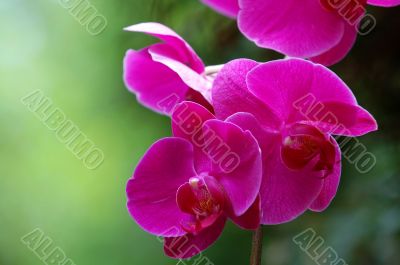 Pink Orchid