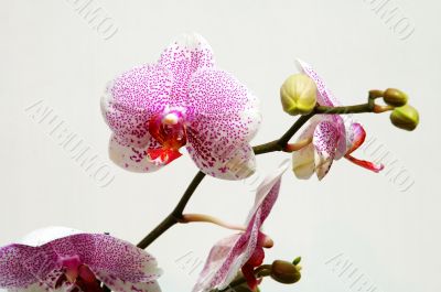 Pink spot orchid