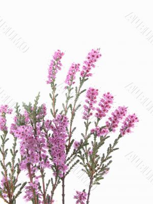 heather heather