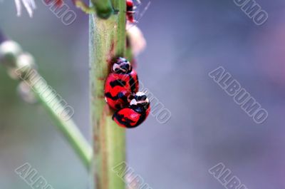 Ladybirds mating beside a aphid