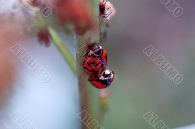 The mating ladybirds