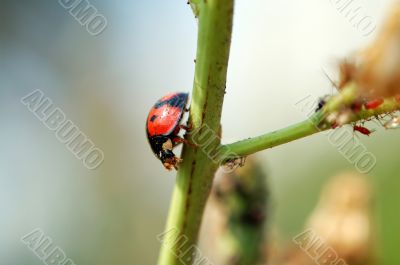 Ladybird walking on stem of plant