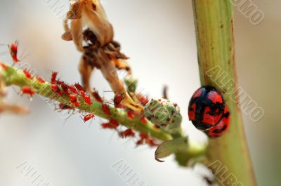 Scene of ladybird and aphids