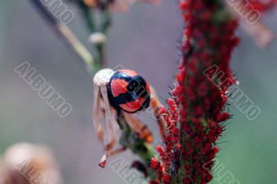 Ladybug staying besides aphids