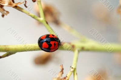 Ladybug climbing along a stem of compositae