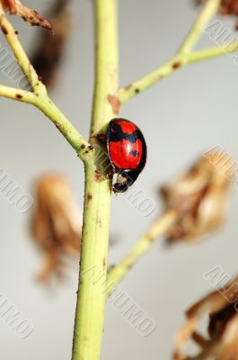 Ladybird and stalk