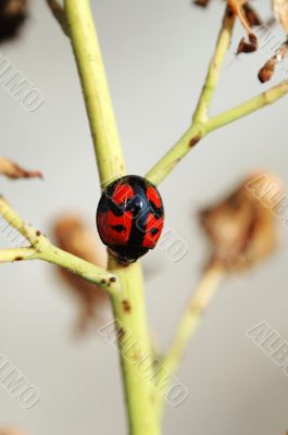 Ladybug on stem of compsitae