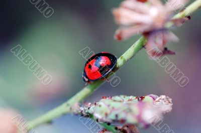 Ladybird walking on stem of compositae plant