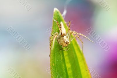 Lynx spider on leaf tip