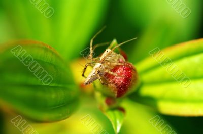 Lynx spider with floret