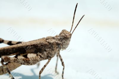 Grasshopper over white background