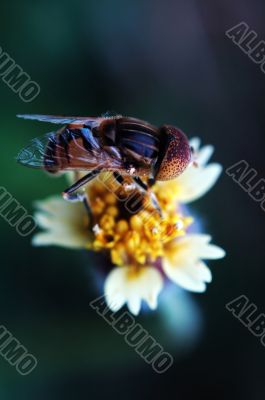 Eristalis tenax on tridax procumbens flower