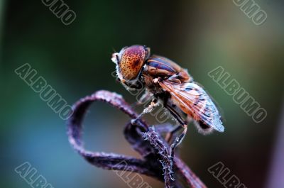 Eristalis tenax on withered plant