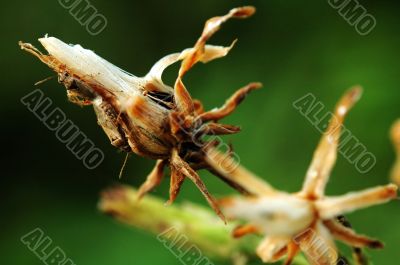 Dry flower with bugs