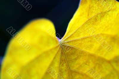 Details of leaf