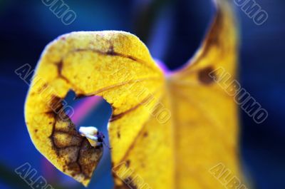 Leaf of climbing plant